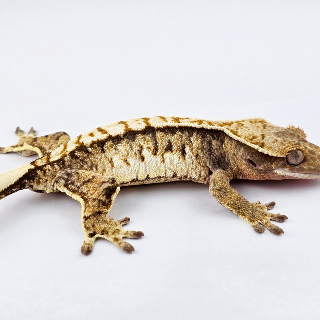 노멀 트라이 익스트림할리퀸 화이트스팟