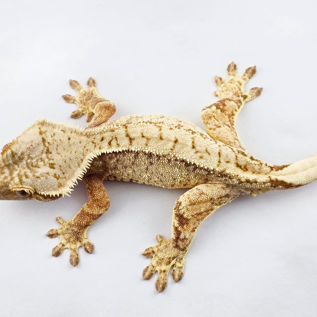 노멀 트라이 드리피 익스트림할리퀸 화이트스팟 화이트포트홀