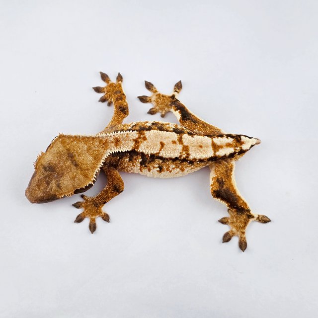 노멀 트라이 익스트림할리퀸 화이트핀