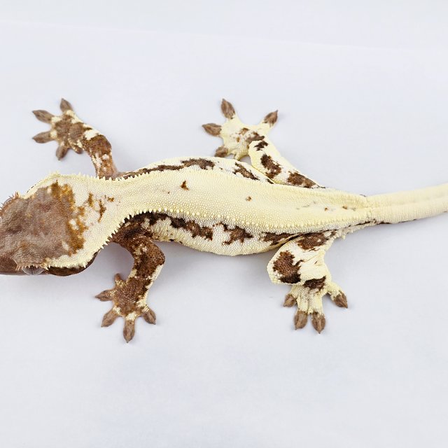 릴리 세이블 솔리드백