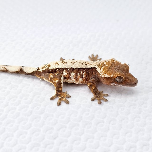 세이블 화이트스팟 트라이 화이트핀