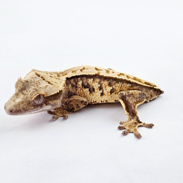 노멀 트라이 익스트림할리퀸 풀핀 화이트스팟