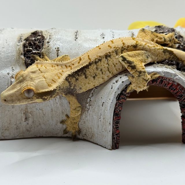 트라이 화이트스팟 화이트포트홀