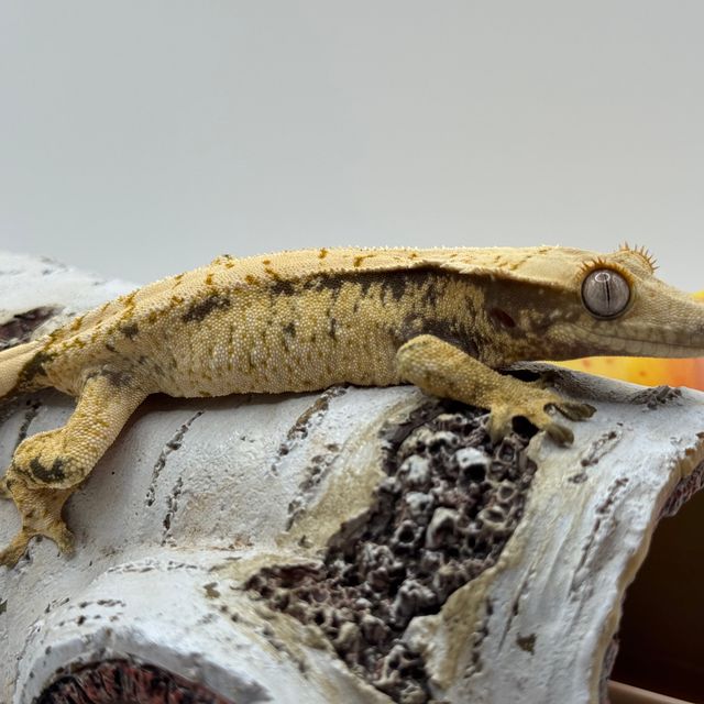 트라이 화이트스팟 화이트포트홀