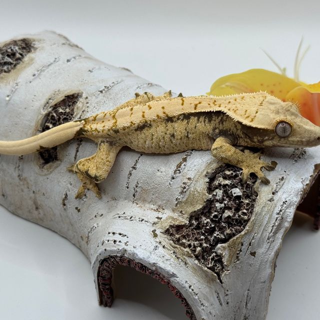 트라이 화이트스팟 화이트포트홀