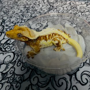 레드 릴리화이트