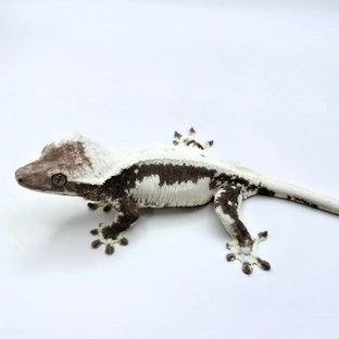 릴잔틱 (모)