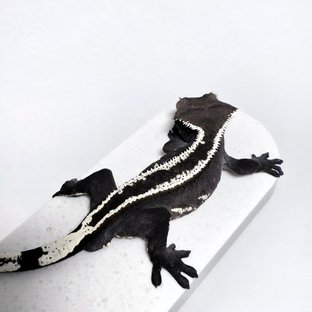 아잔틱