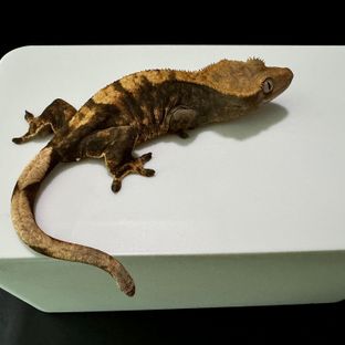 헷1