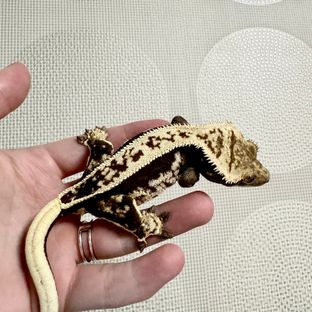 두두