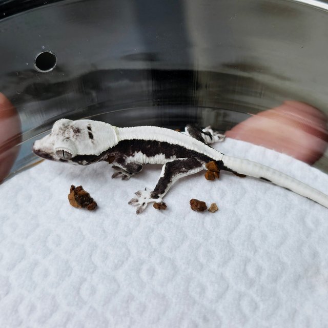 릴잔틱 솔리드백