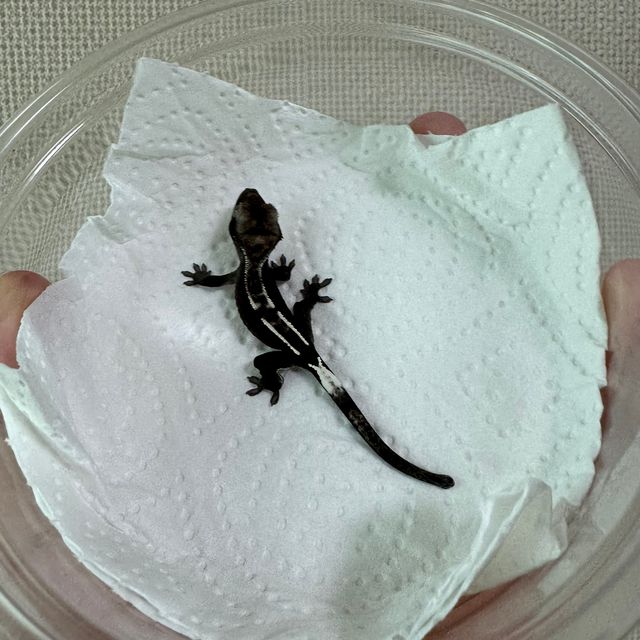 아잔틱