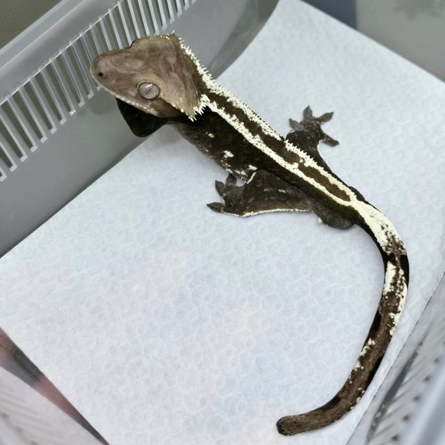 아잔틱