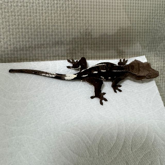 아잔틱