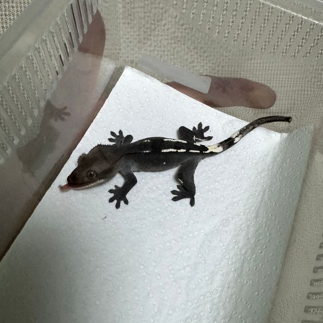 아잔틱