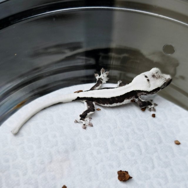 릴잔틱 솔리드백