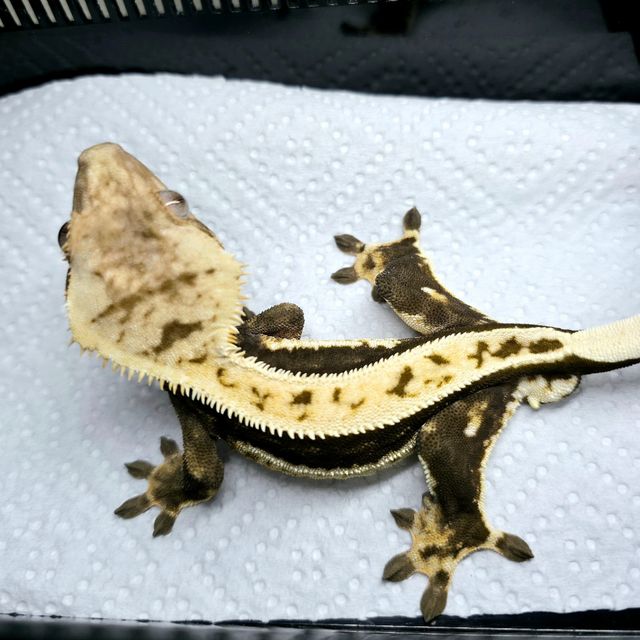 100%헷아잔틱