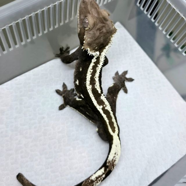 아잔틱