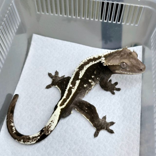 아잔틱