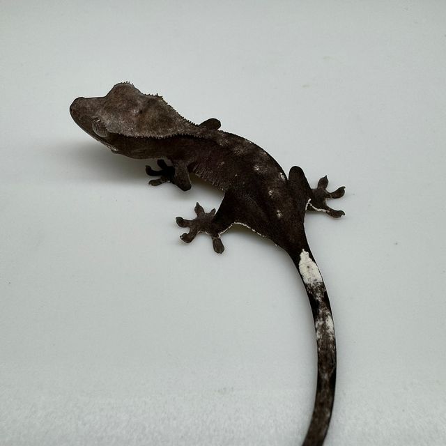 아잔틱