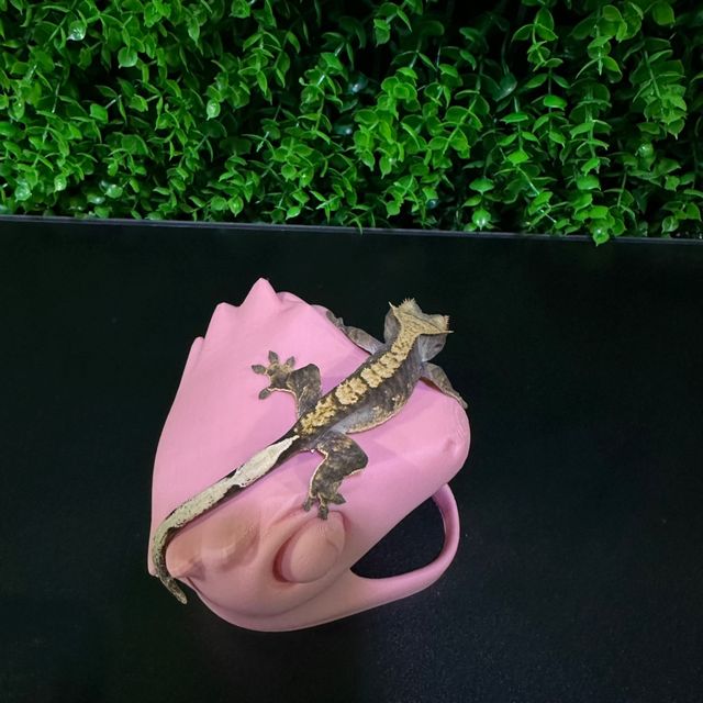 노멀