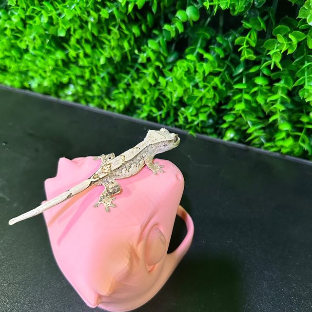 노멀