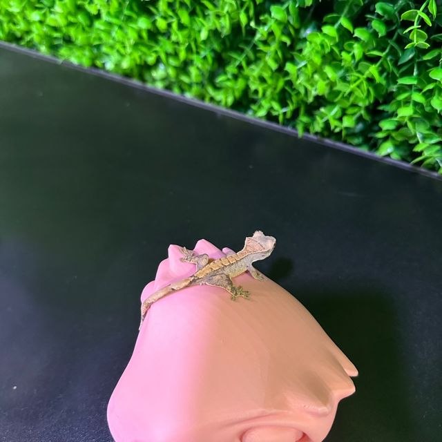 노멀