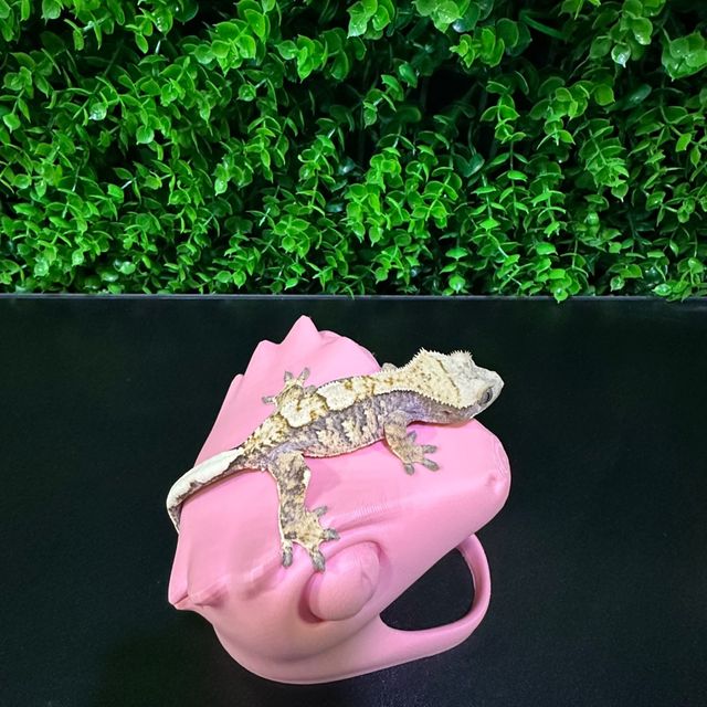 노멀