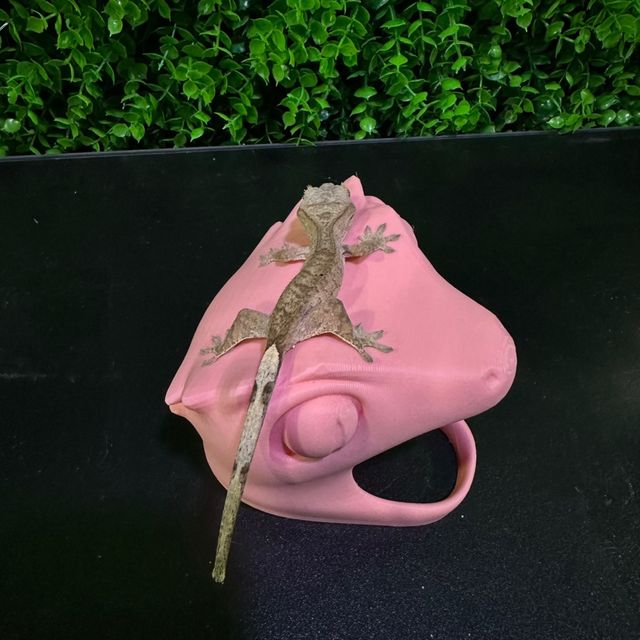 노멀