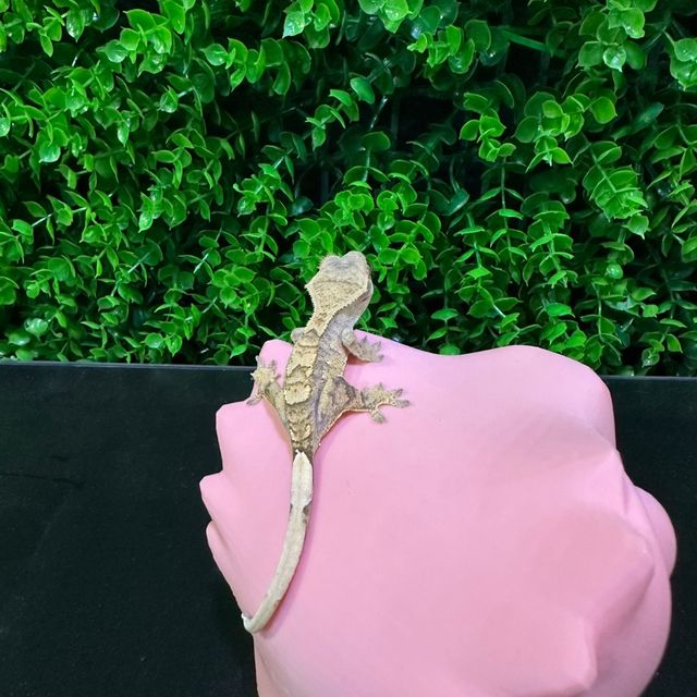노멀