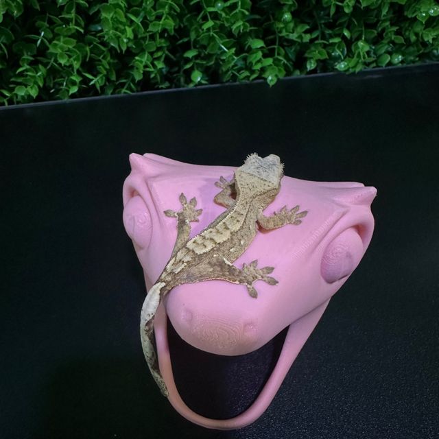 노멀