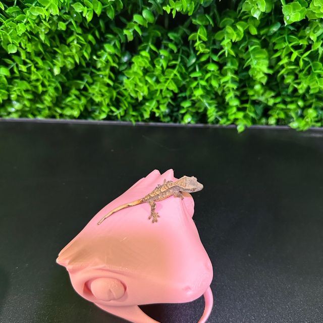 노멀