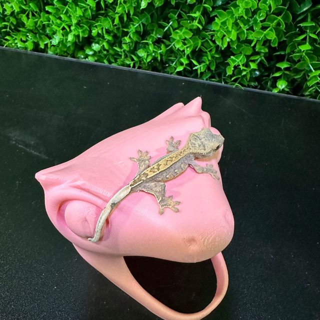 노멀