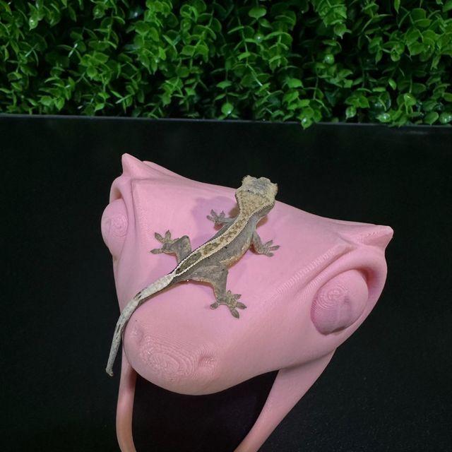 노멀