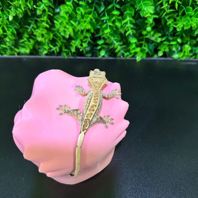 노멀