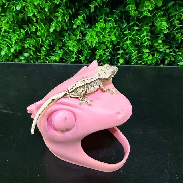 노멀
