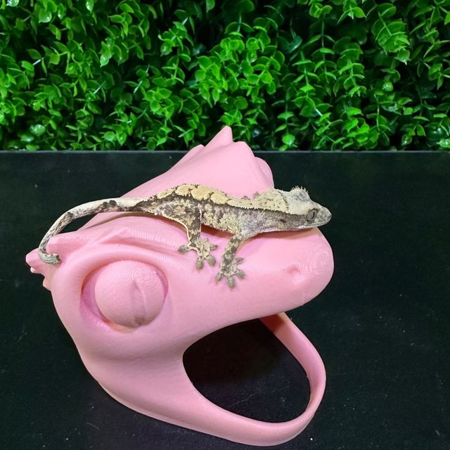 노멀