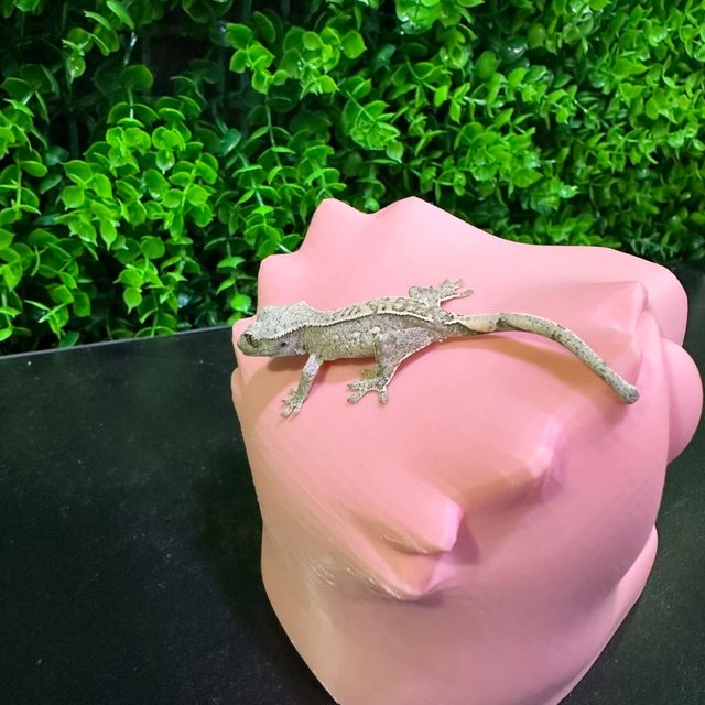 노멀