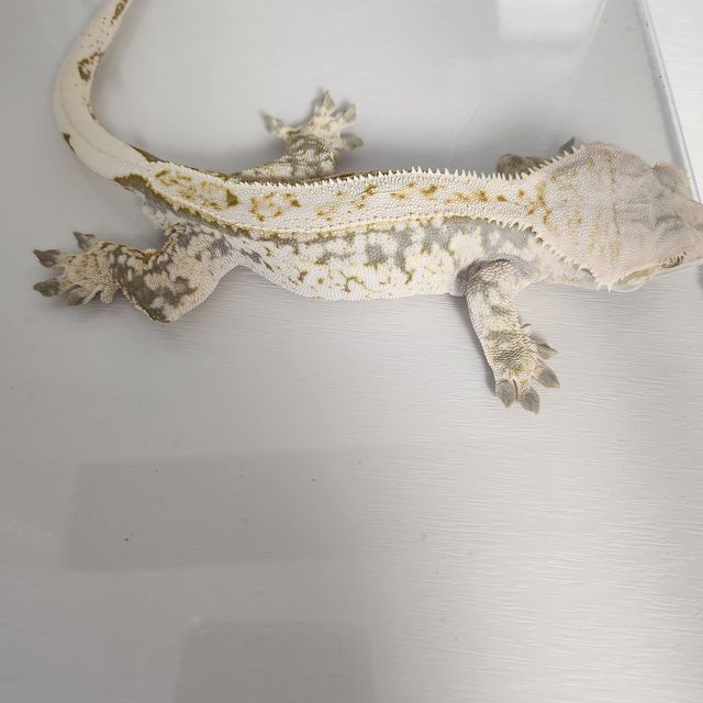 트라이