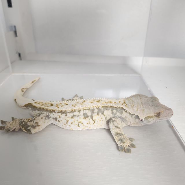트라이