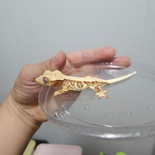 레드 릴리화이트
