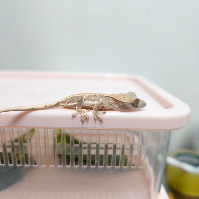 트라이 릴리화이트