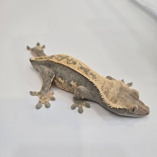 공영