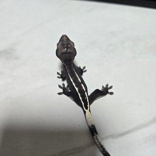 아잔틱