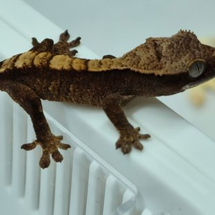 더블헷1