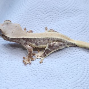 100%헷초초 릴리화이트