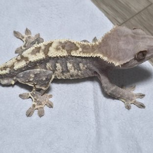 100%헷초초 카푸치노