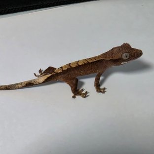 레초x아잔2