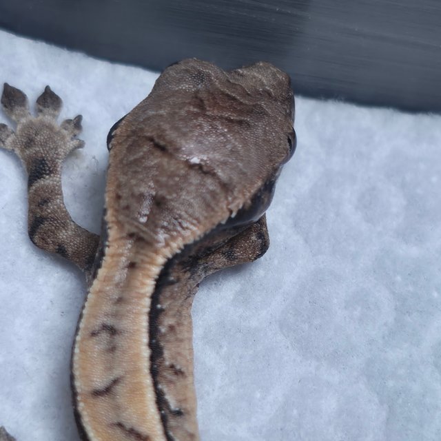 세이블 100%헷초초