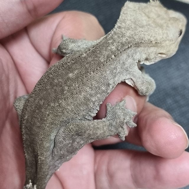 아잔틱